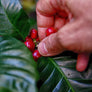 Peruvian Decaf - Swiss Water® Processed