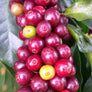 Tanzania Mutwari