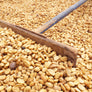 Ethiopian Harrar Natural Process