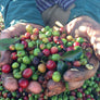 Peruvian Rainforest Trail