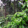Peruvian Rainforest Trail