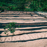 Ethiopian Harrar Natural Process