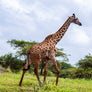 Kenya