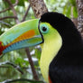 Costa Rican Diamond Mountain