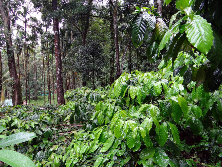 Peruvian Rainforest Trail